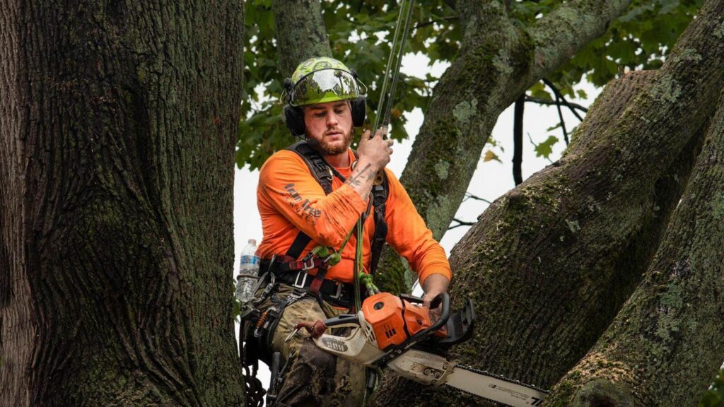 Arborist Sydney