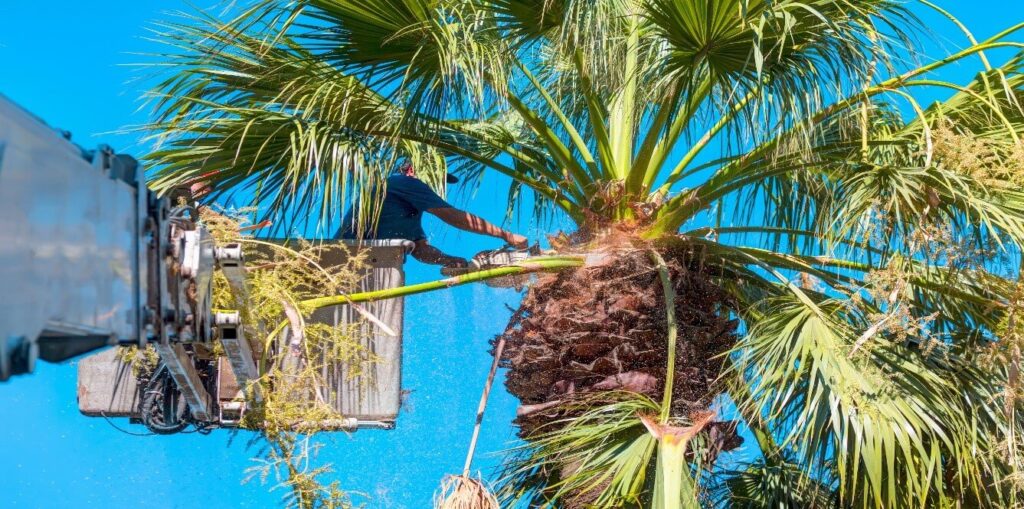 Palm Tree Removal