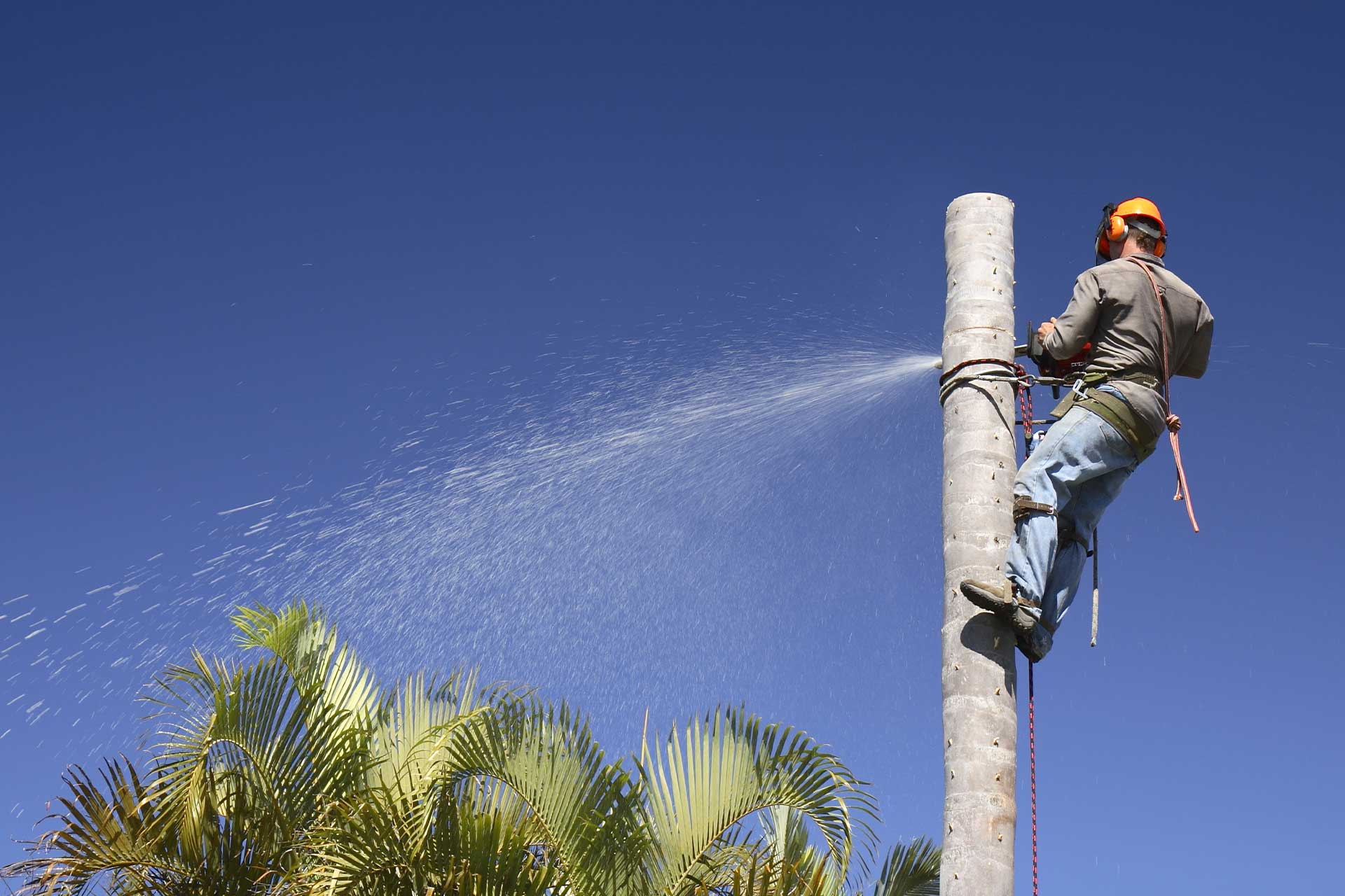 Palm Tree Removal: Expert Solutions for Your Property